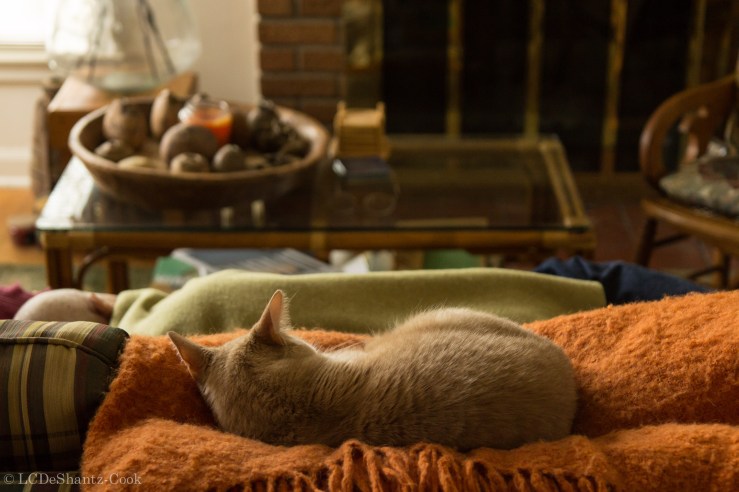 deshantzcook_20160306_IMG_3270