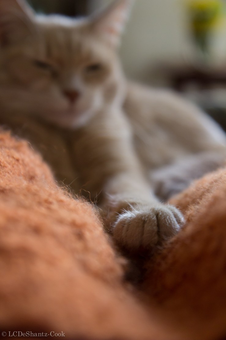 deshantzcook_20160306_IMG_3273