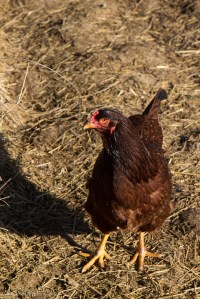 deshantzcook_20160317_IMG_3557