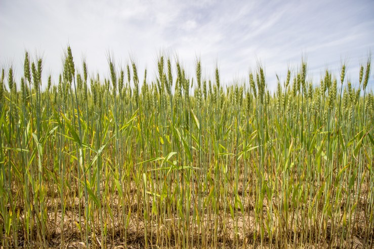 deshantzcook_20160612_IMG_7332