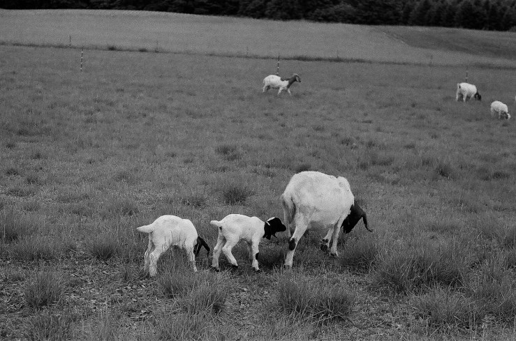 deshantzcook_20160621_43230010