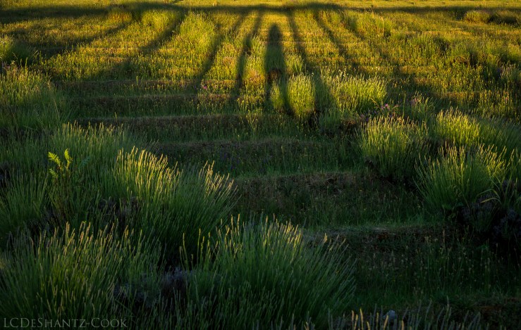 deshantzcook_20160626_IMG_8924