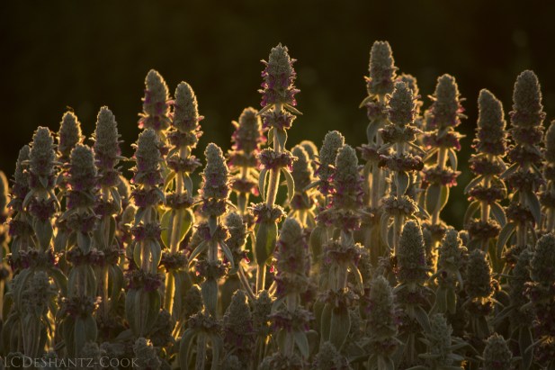 deshantzcook_20160626_IMG_8930