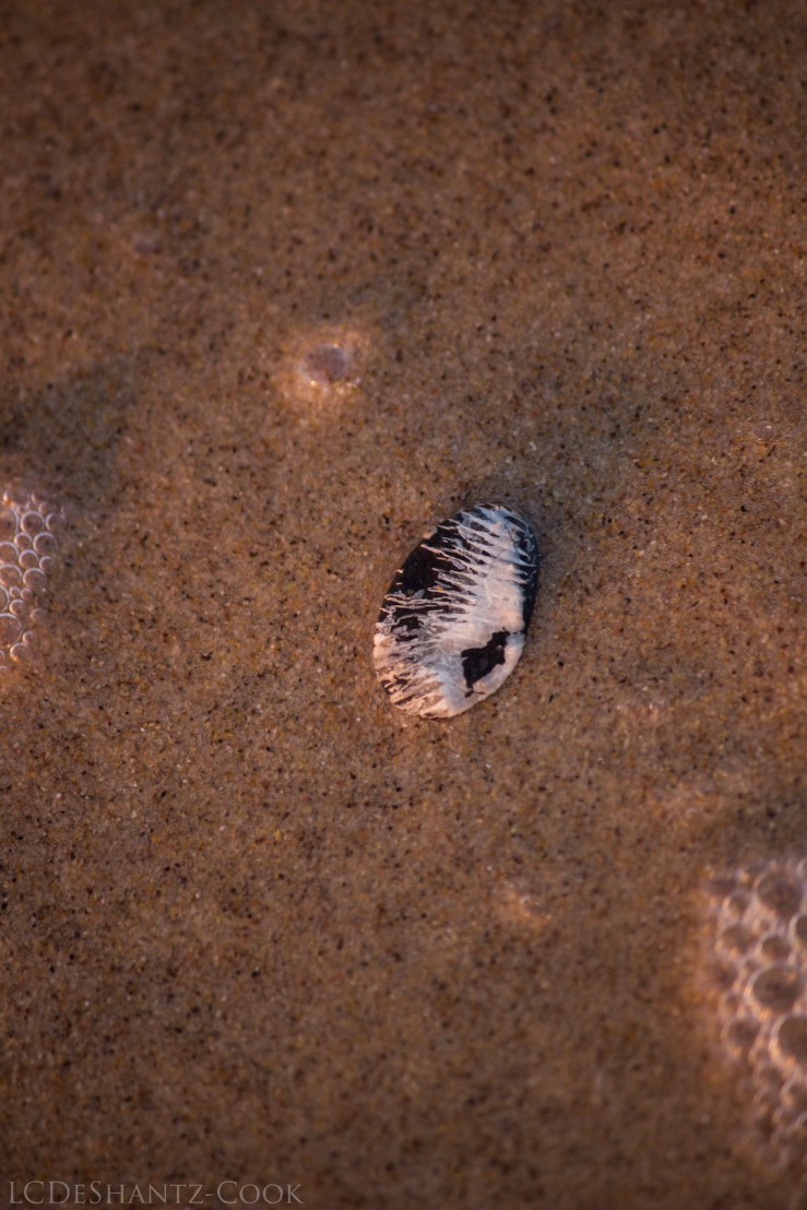 deshantzcook_20160810_IMG_9687