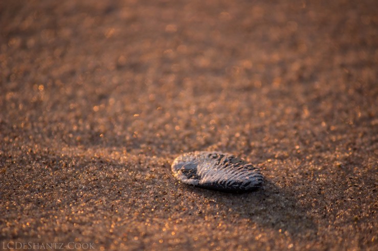 deshantzcook_20160810_IMG_9694