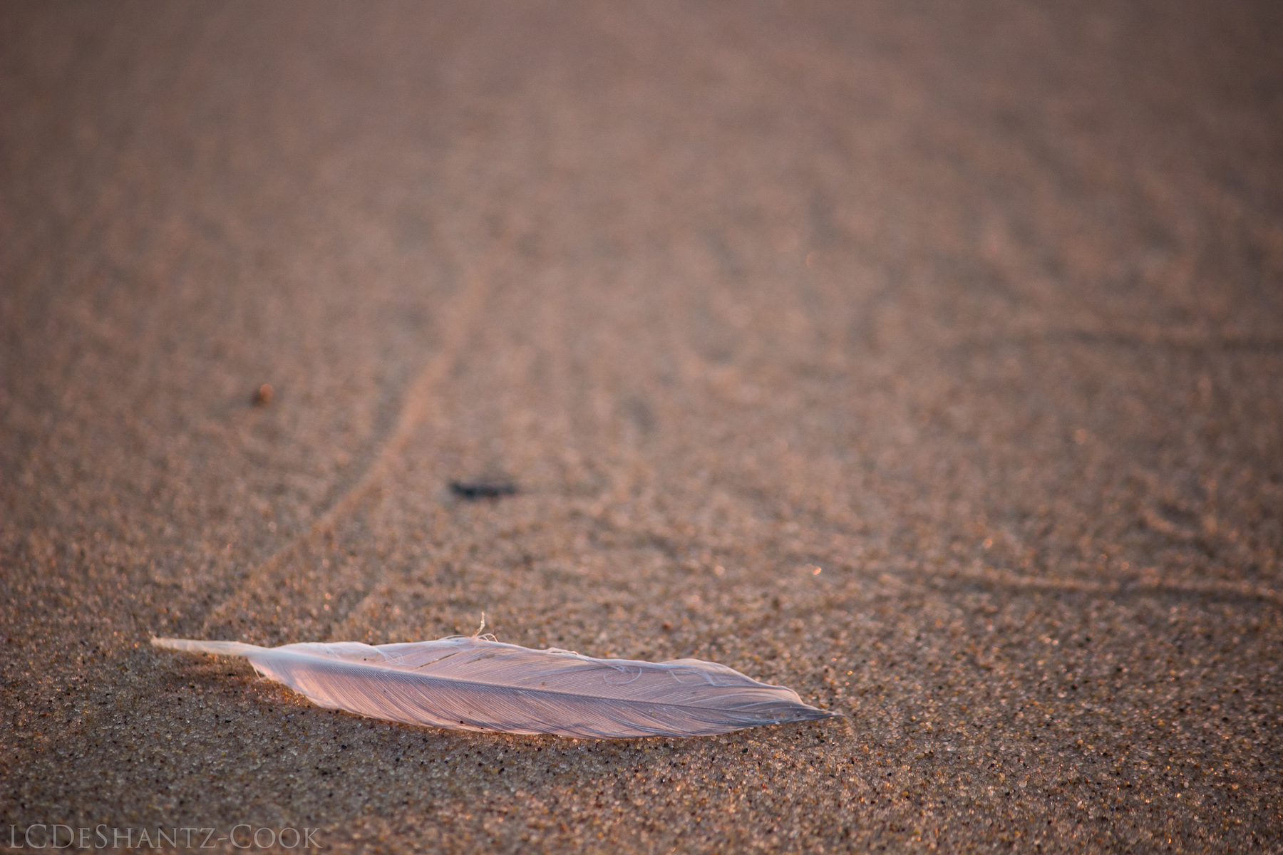 deshantzcook_20160810_IMG_9709