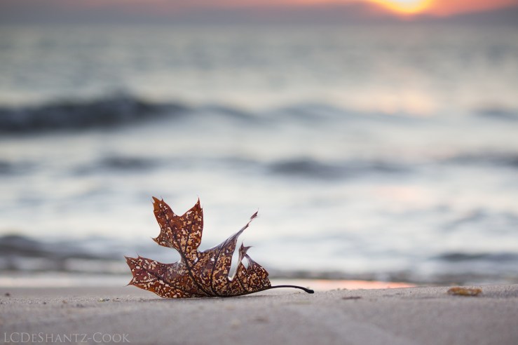 deshantzcook_20160810_IMG_9747