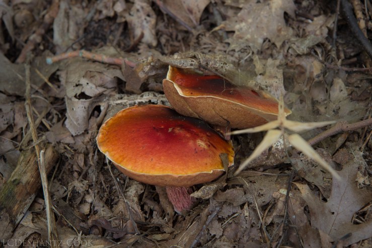 deshantzcook_20160830_IMG_0349