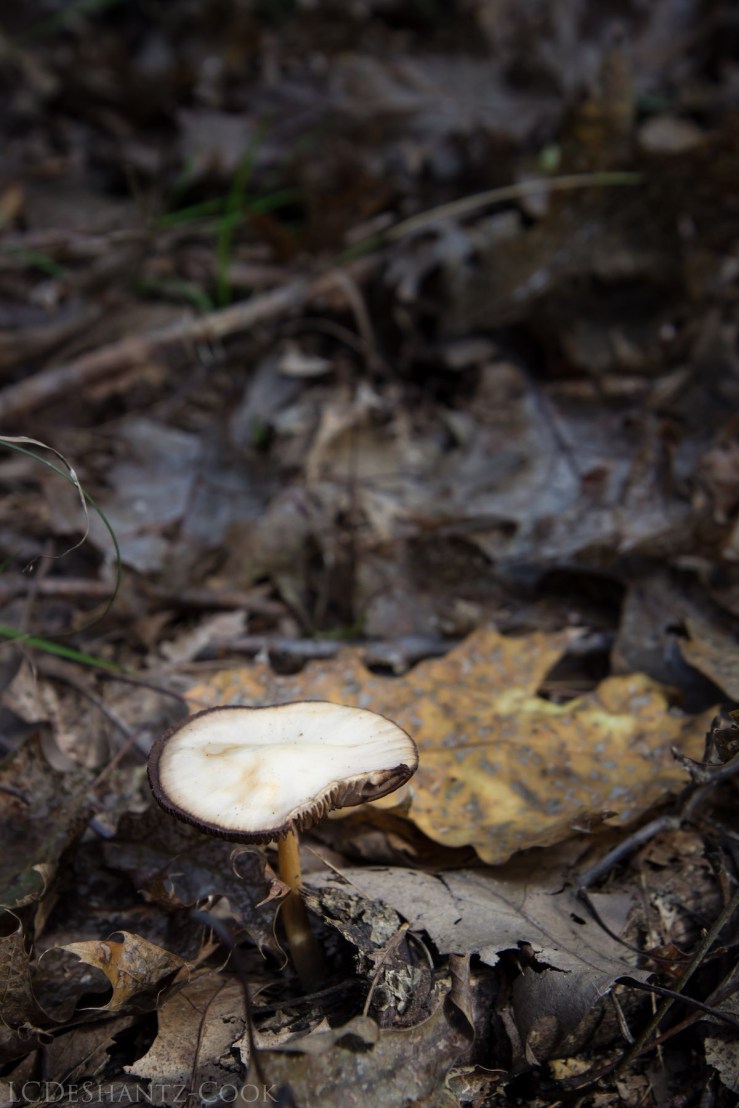 deshantzcook_20161009_IMG_2037