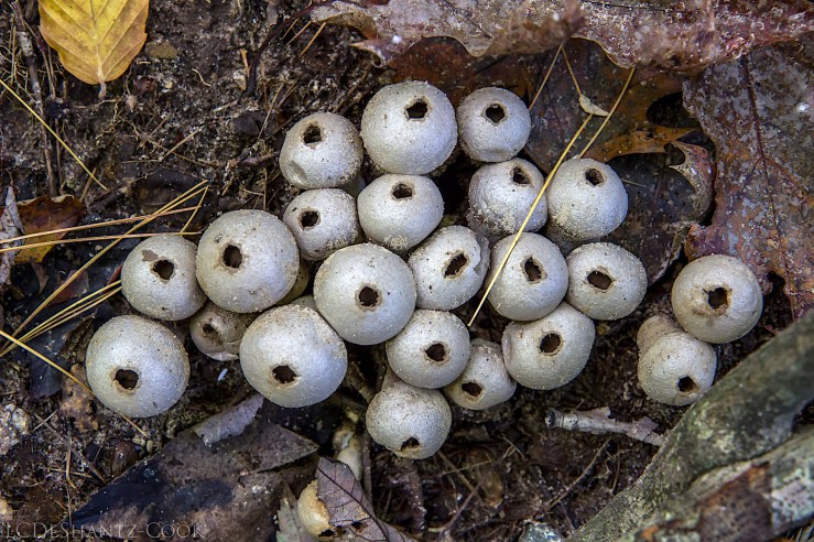 deshantzcook_20161009_IMG_2104