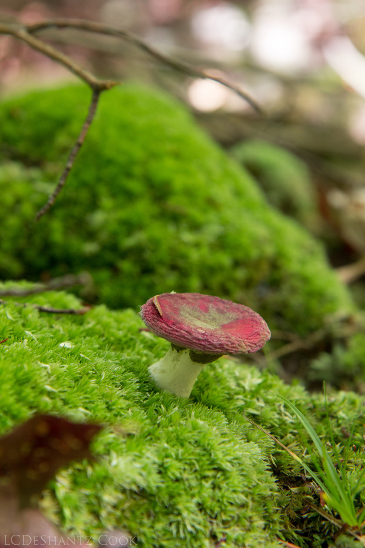 deshantzcook_20161009_IMG_2231