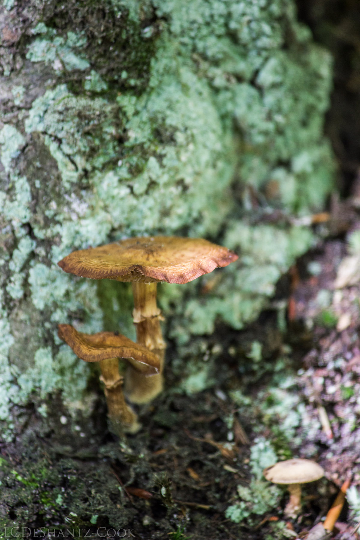 deshantzcook_20161009_IMG_2289