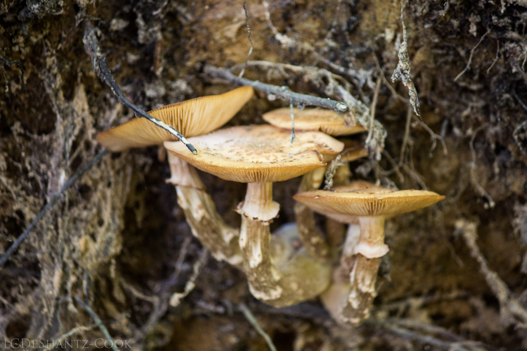 deshantzcook_20161009_IMG_2301