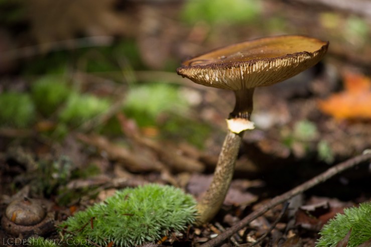 deshantzcook_20161009_IMG_2376