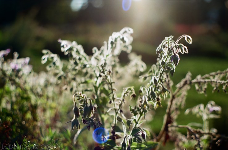 deshantzcook_20161015_61710020