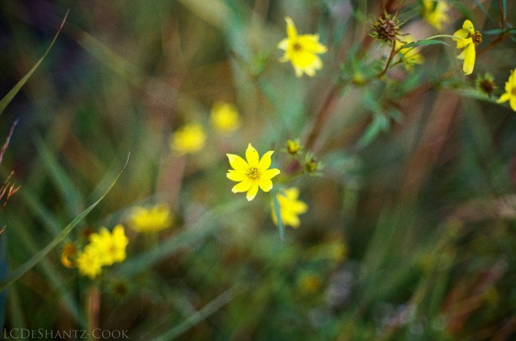 deshantzcook_20161015_61720028