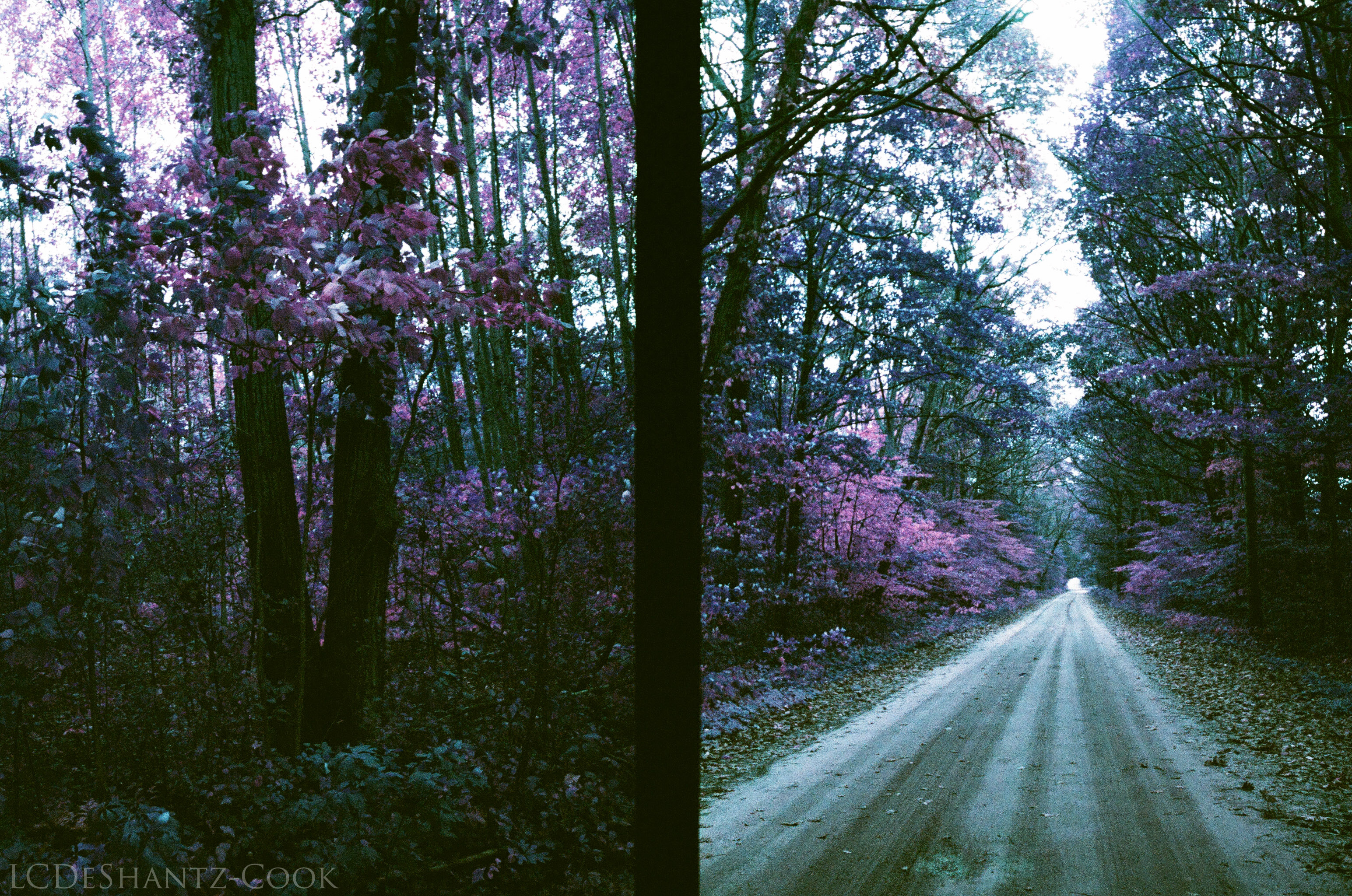 ldc_20161026_77790024ee3_lomo_purple_200