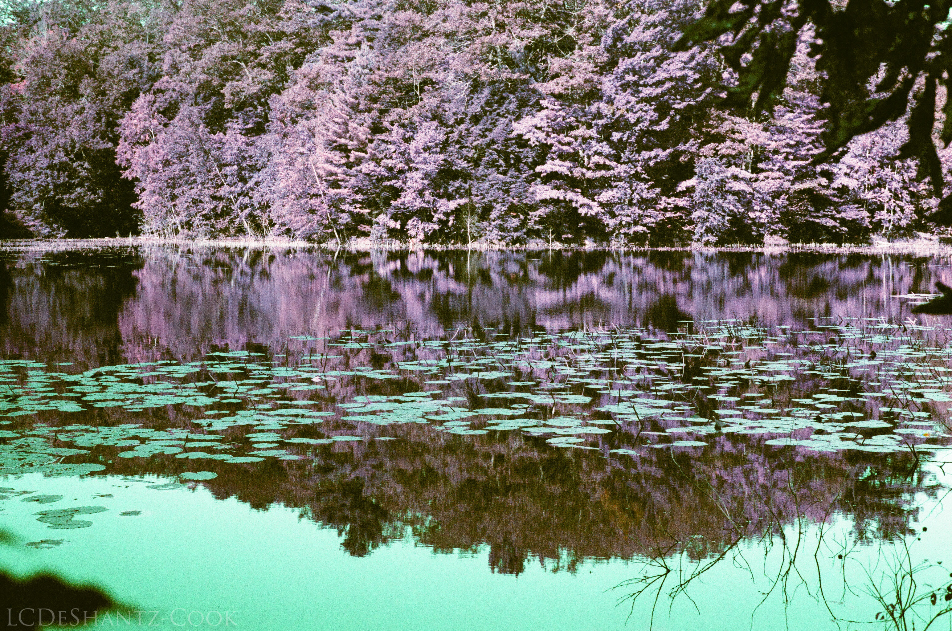 ldc_20161026_77800006srt102_lomo_purple_200