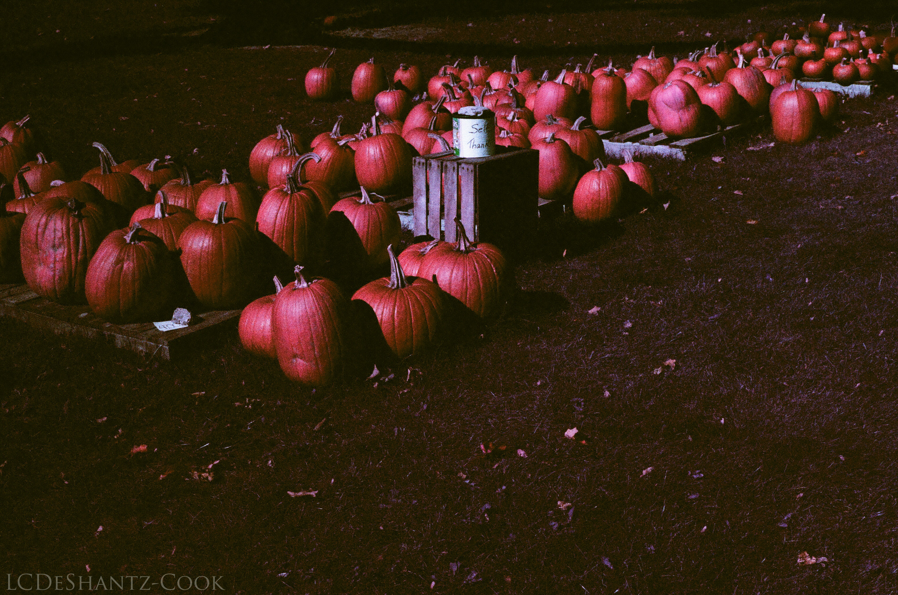 ldc_20161026_77800013srt102_lomo_purple_200