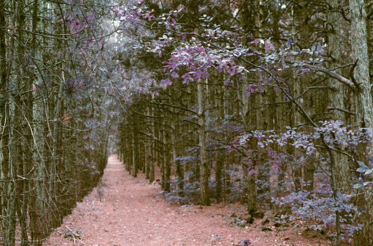 ldc_20161026_77800024srt102_lomo_purple_200