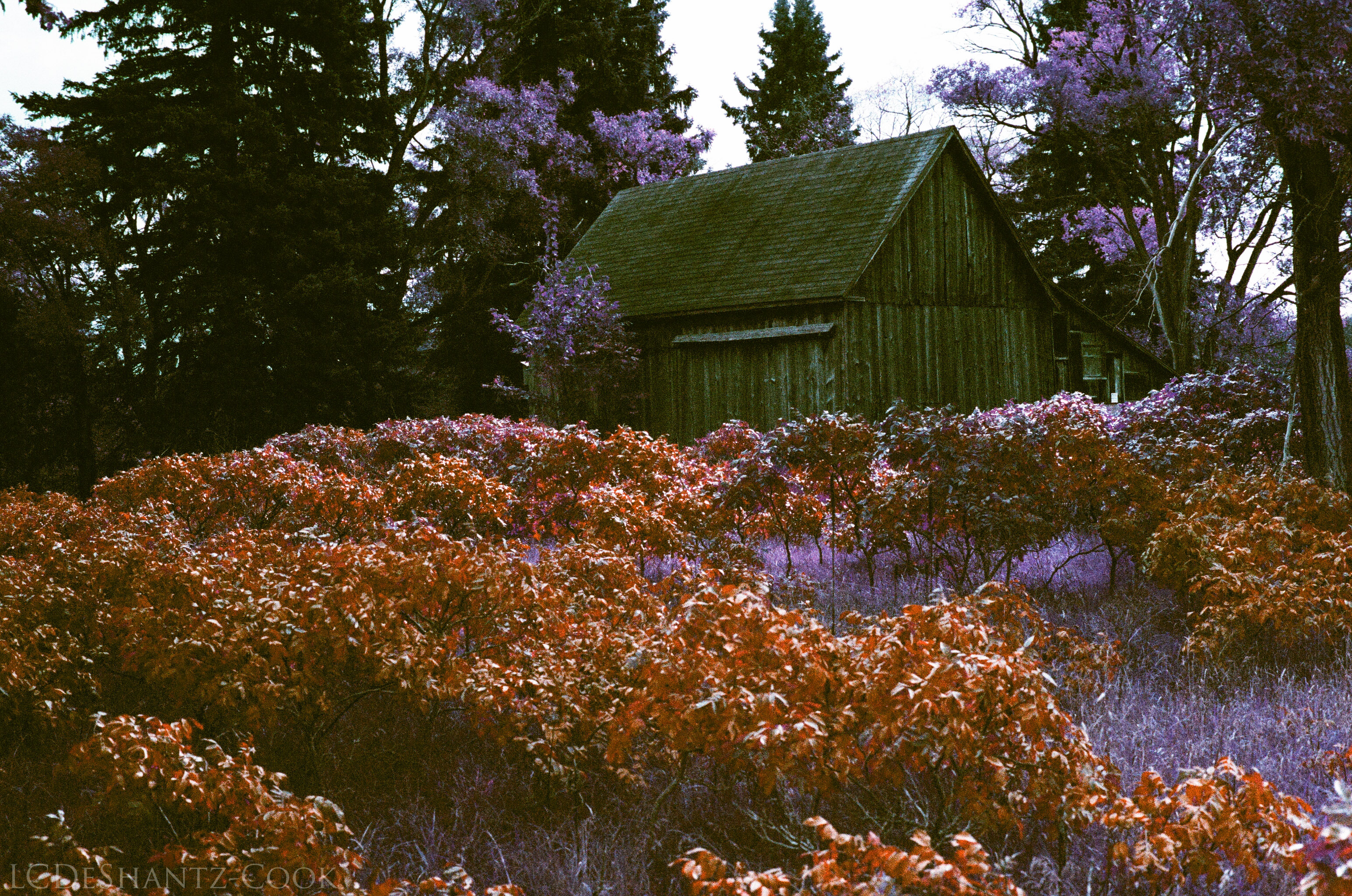ldc_20161026_77800029srt102_lomo_purple_200