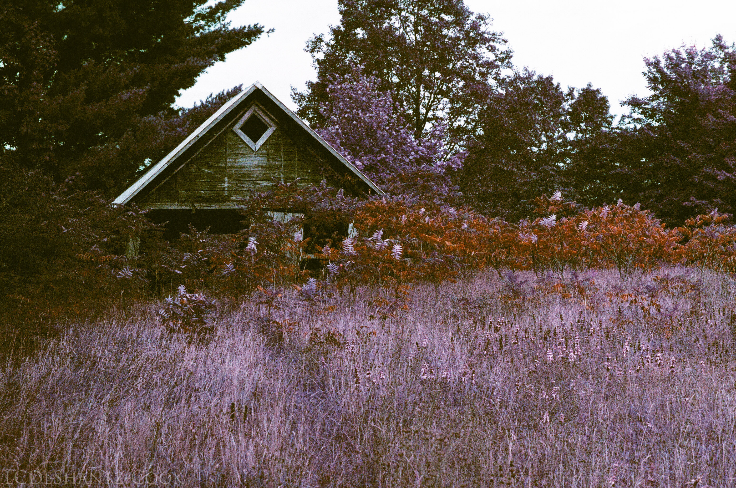 ldc_20161026_77800034srt102_lomo_purple_200