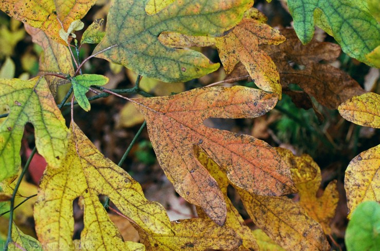 ldc_20161026_77770004srt102_kodakgc_400