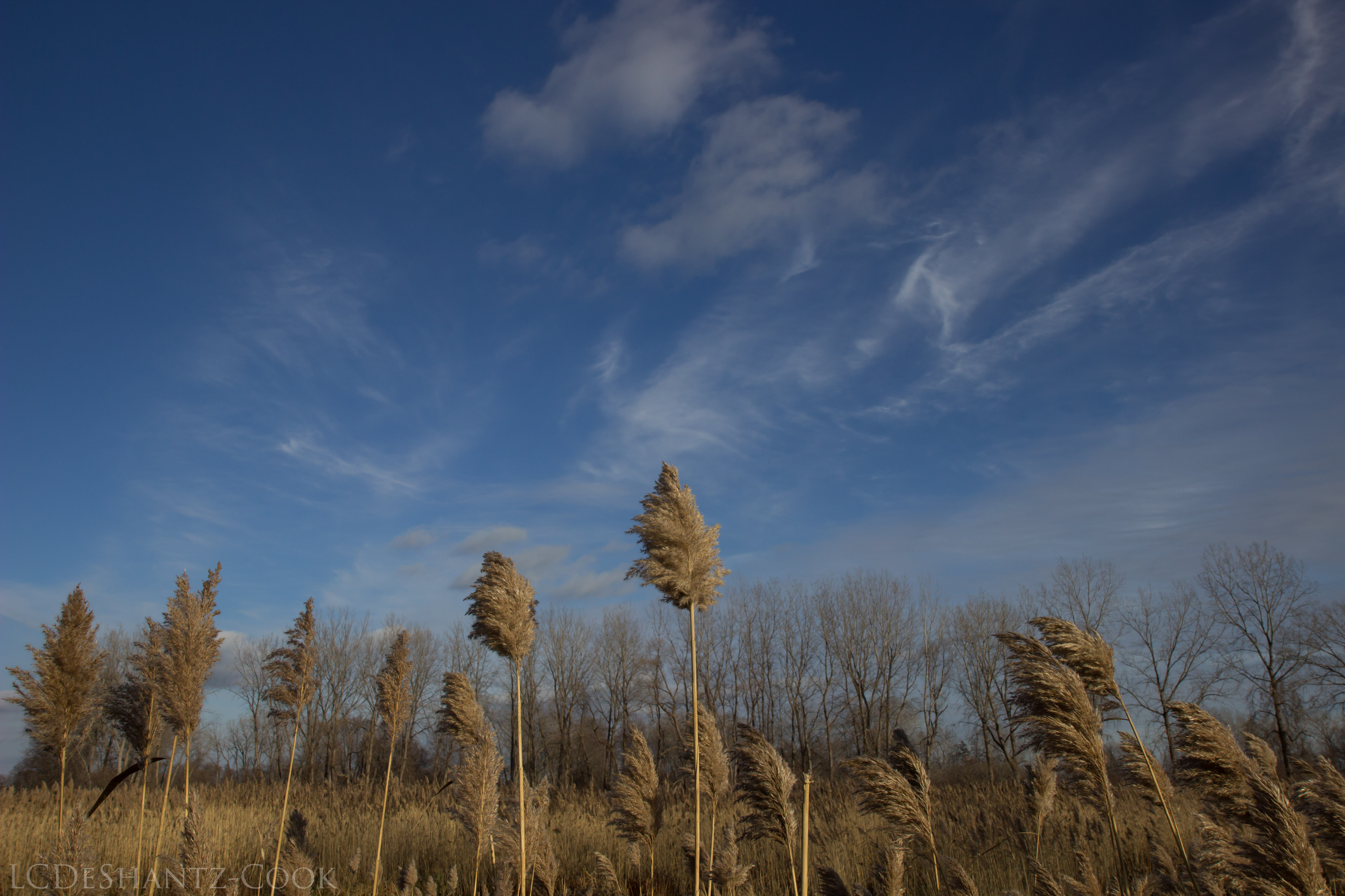 ldc_20161207_img_4534