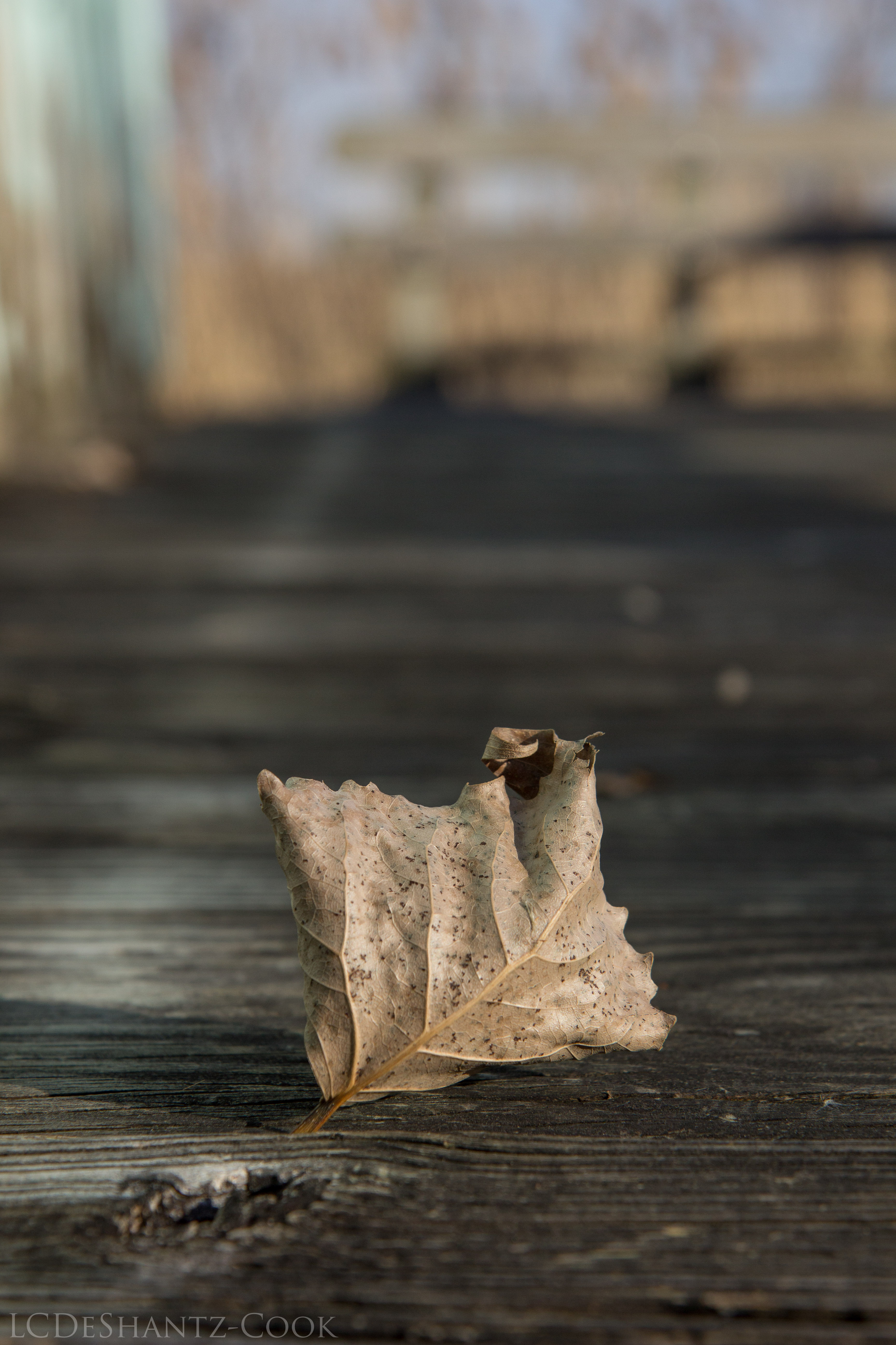 ldc_20161207_img_4548