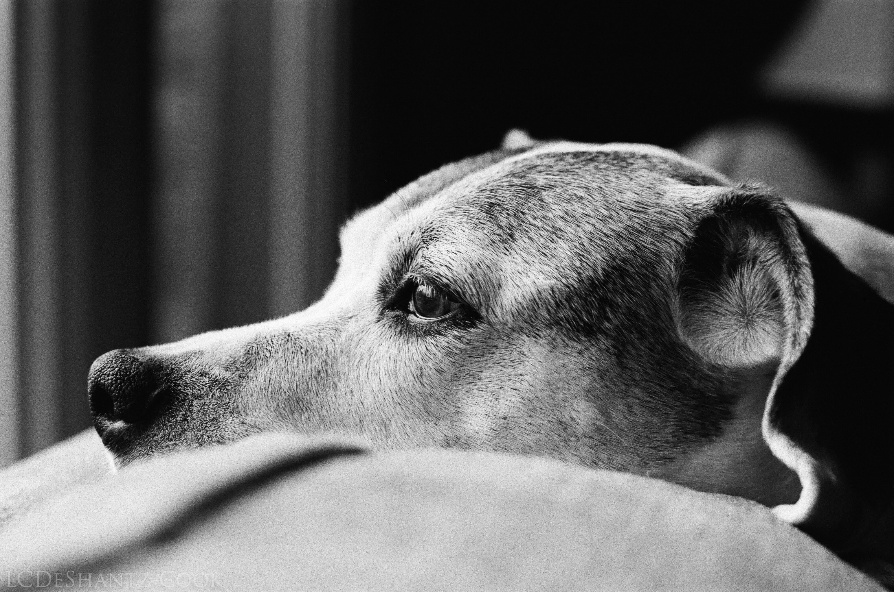 ldc_20161213_59290026