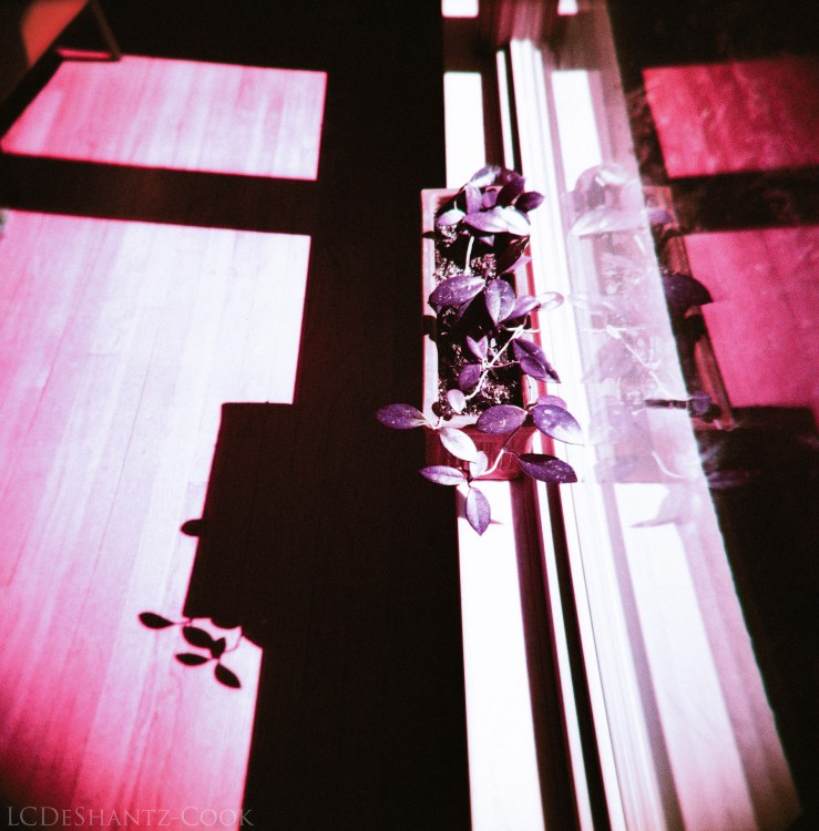 hoya plant, lomo purple and Holga