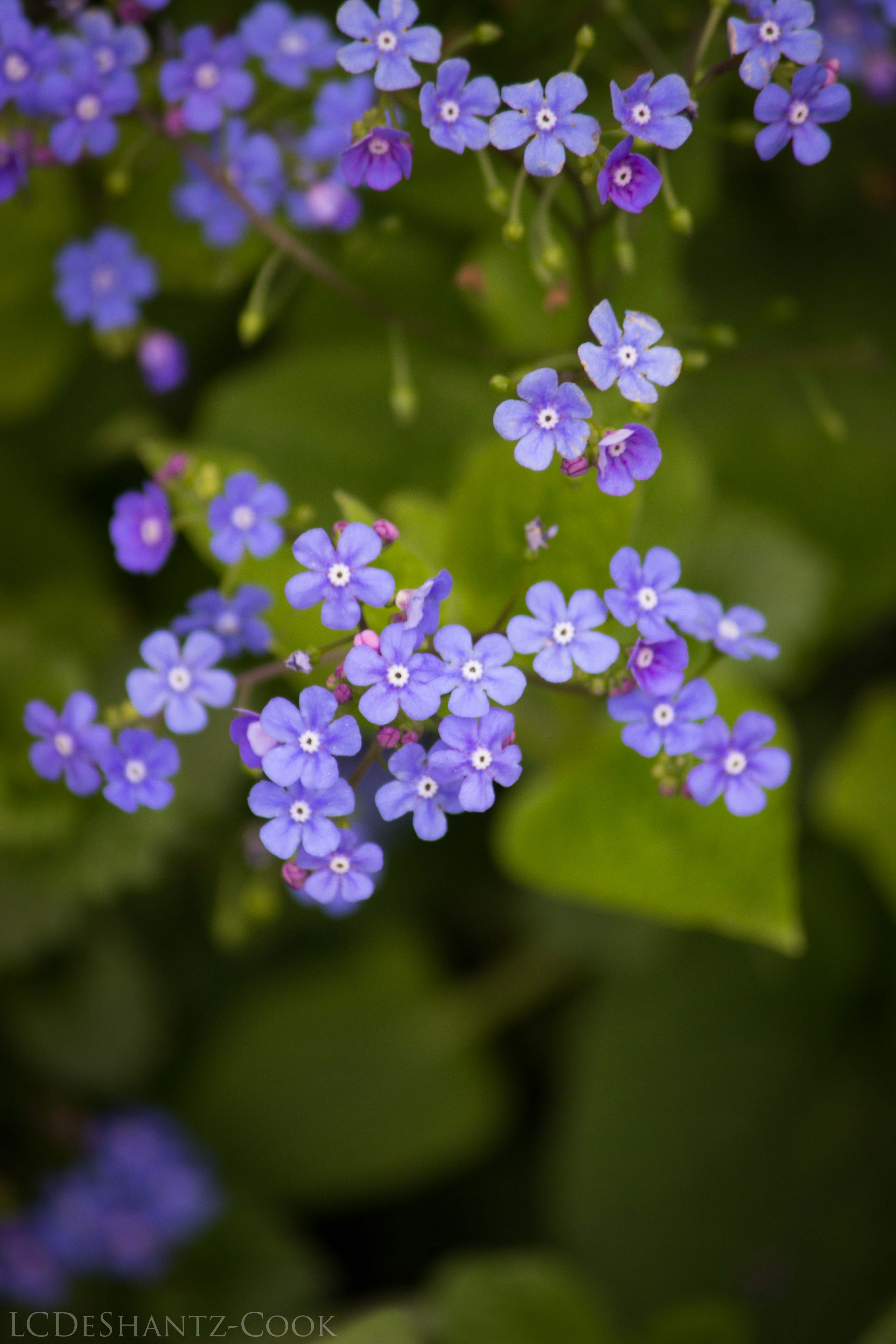 LDC_20170503_IMG_5685