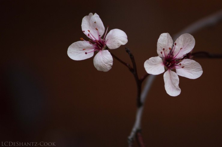 LDC_20170503_IMG_5717