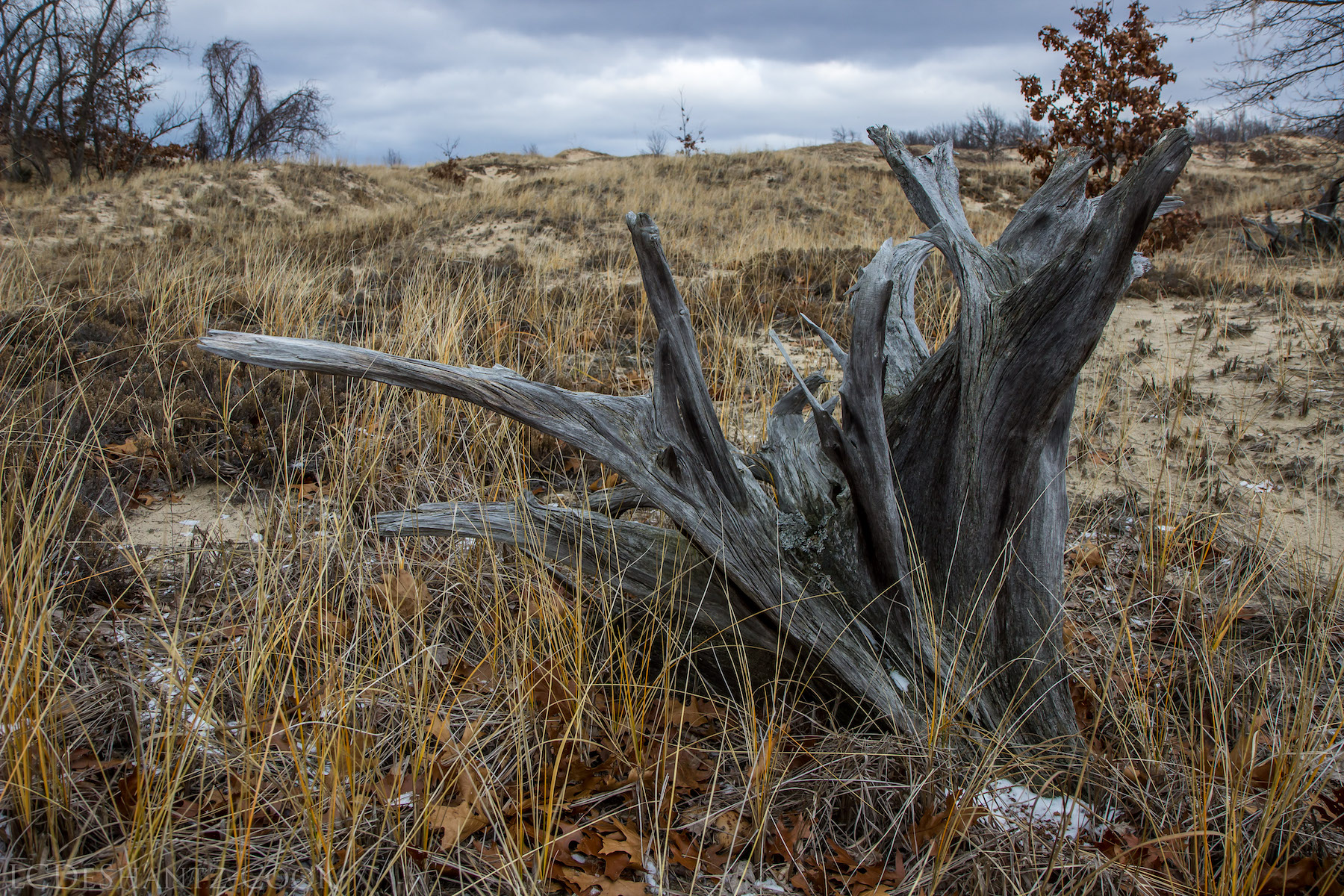 LDC_20161210_IMG_4581