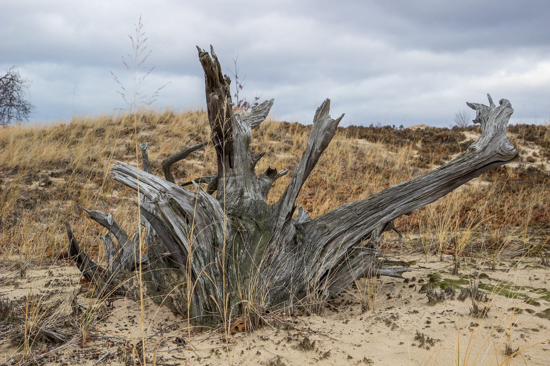 LDC_20161210_IMG_4583