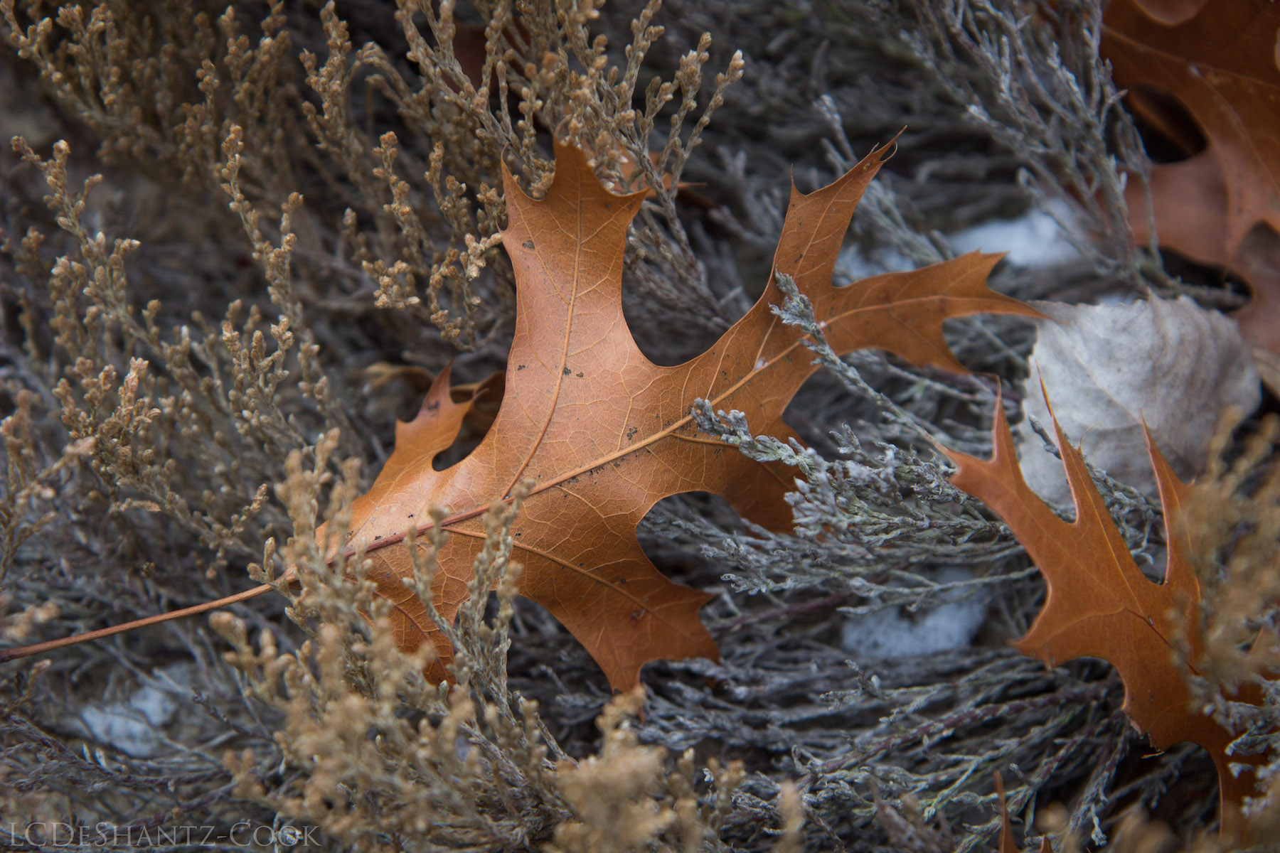 LDC_20161210_IMG_4596