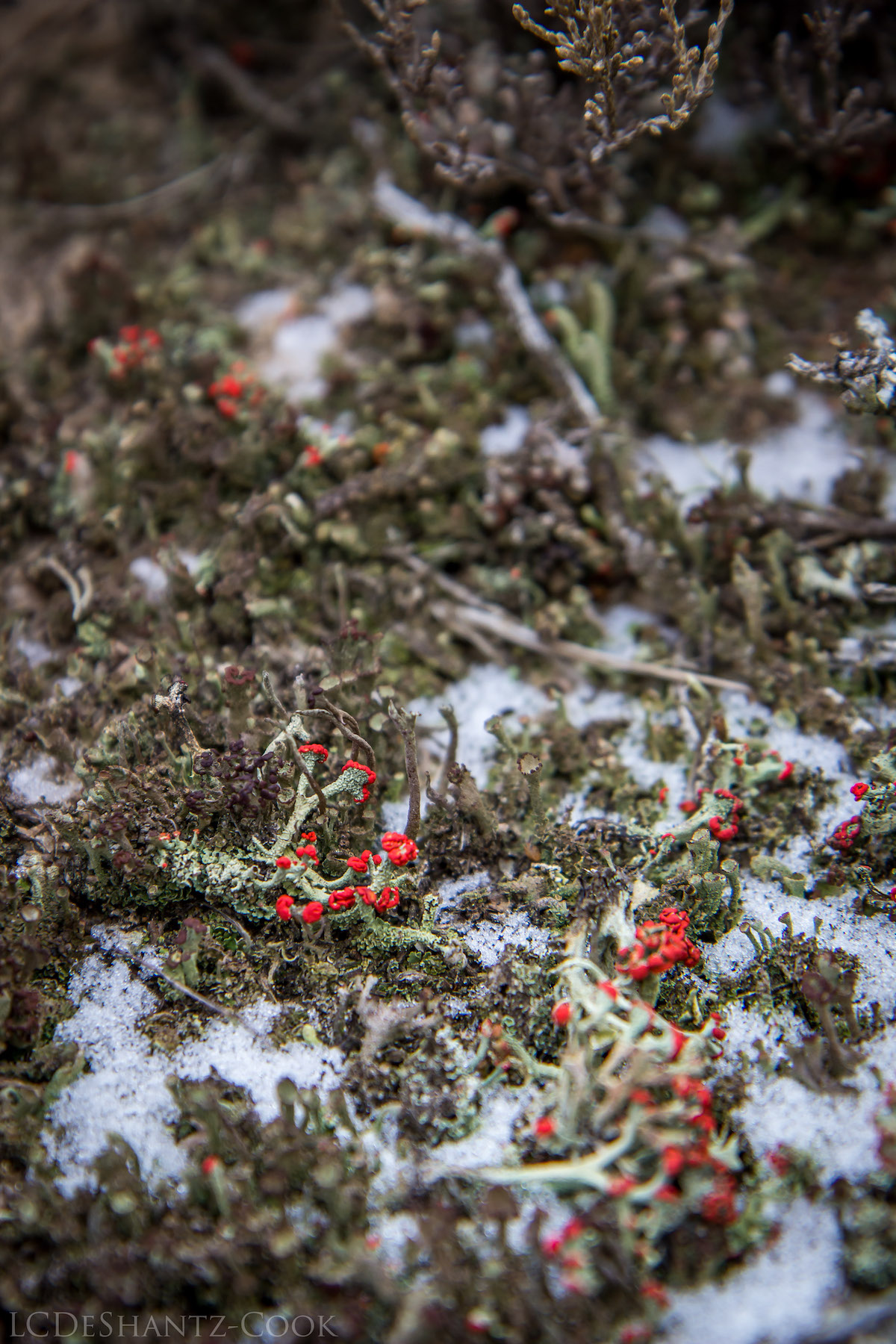 LDC_20161210_IMG_4605