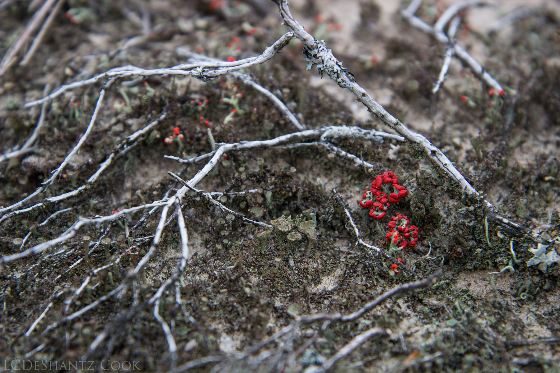 LDC_20161210_IMG_4612