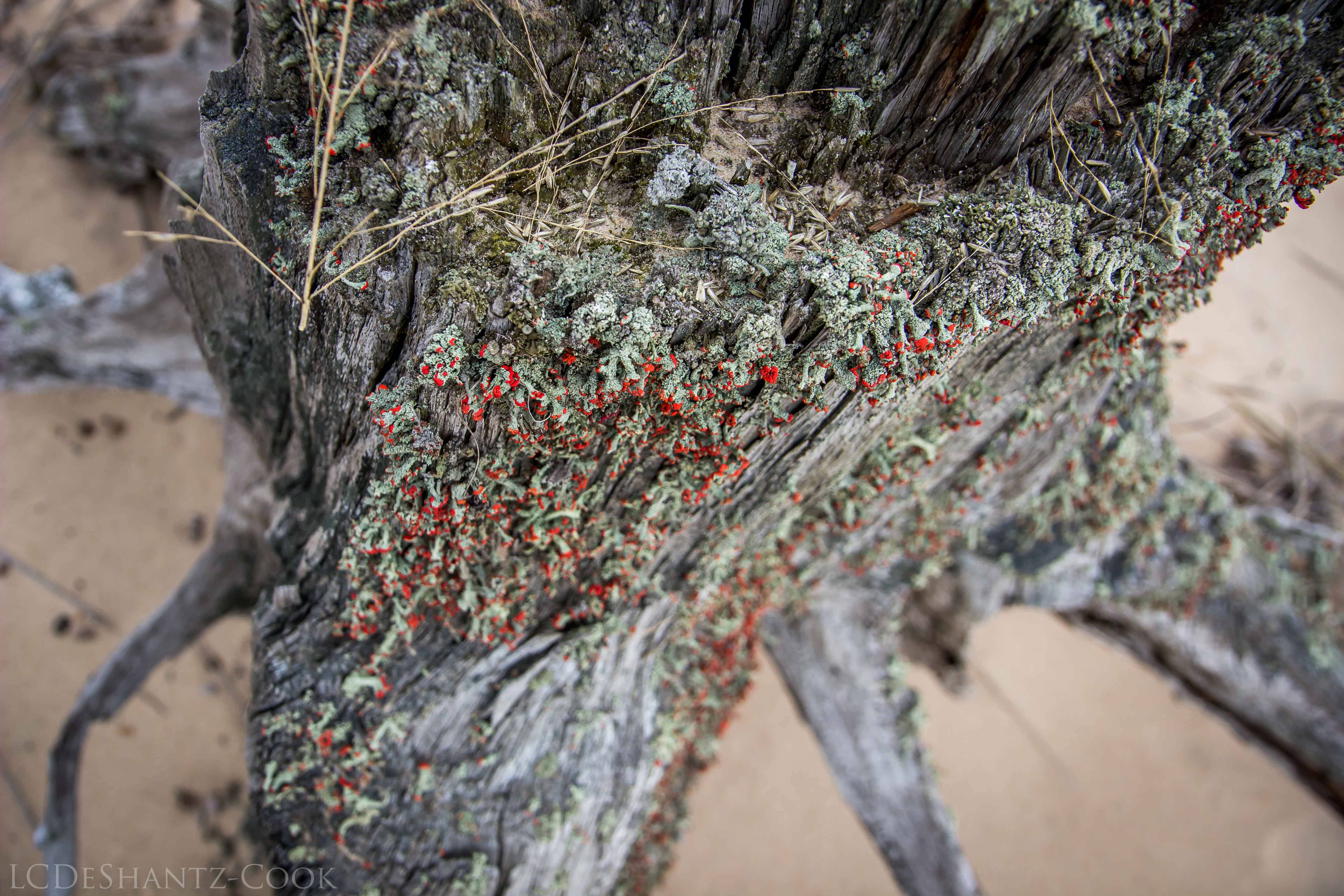 LDC_20161210_IMG_4617