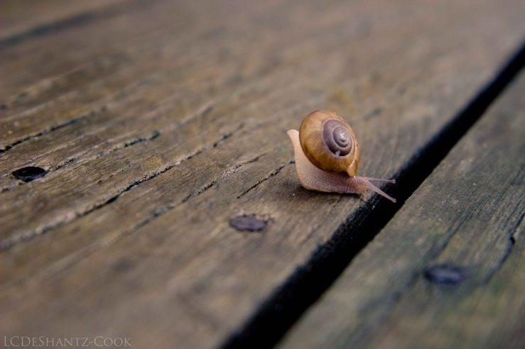 LDC_20170618_IMG_6153