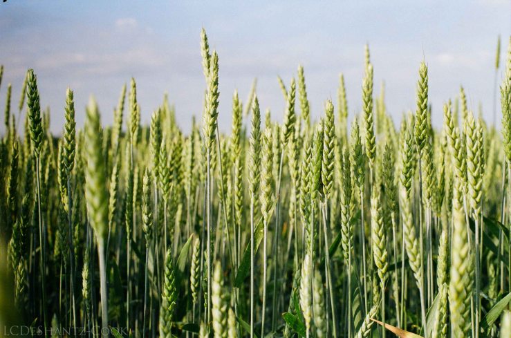 LDC_20170621_66290028