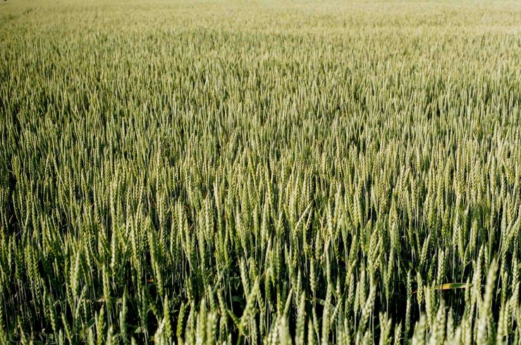 LDC_20170621_66290030