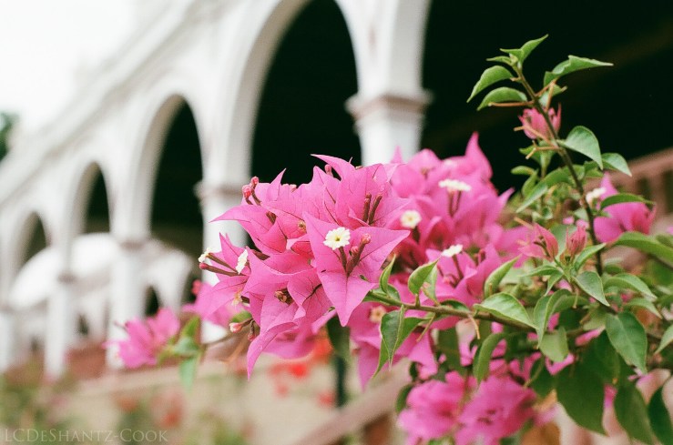 LDC_20170626_53900011