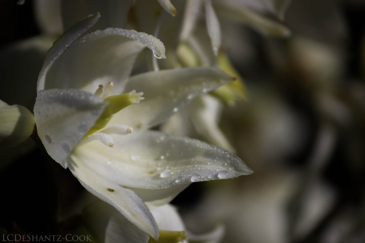 LDC_20170715_IMG_6736