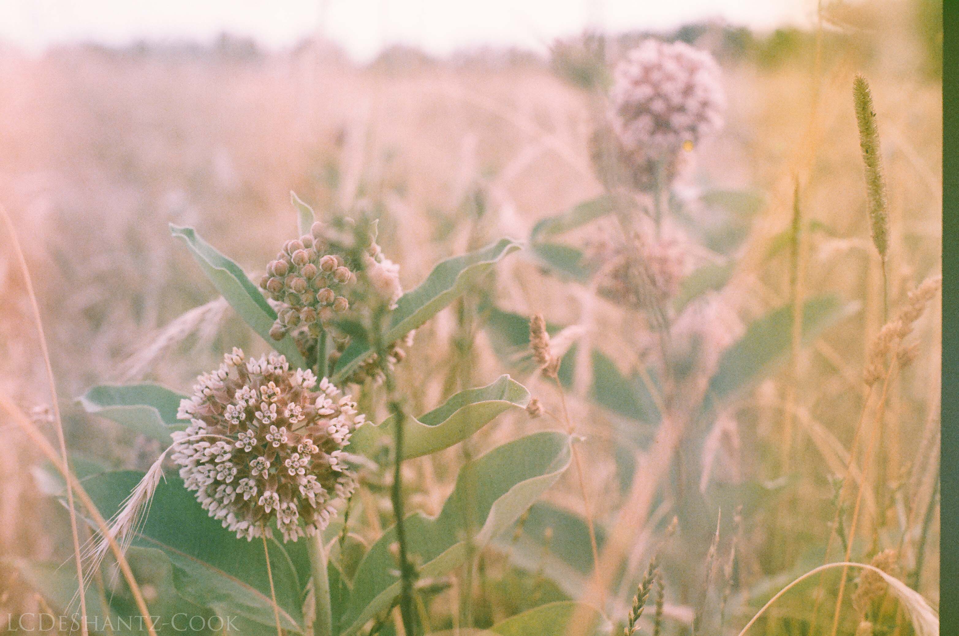 LDC_20170722_04060014