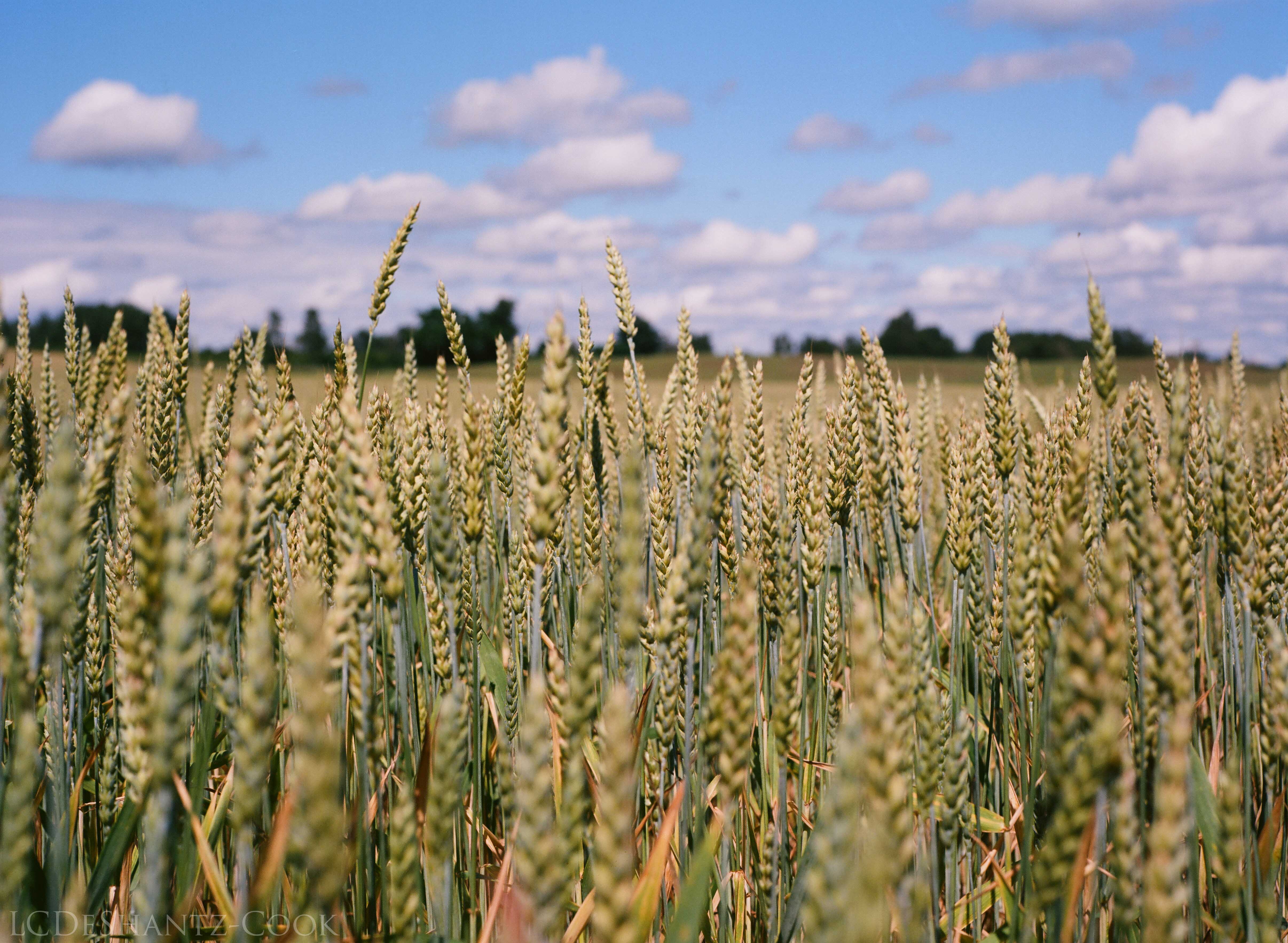 LDC_20170723_04740003