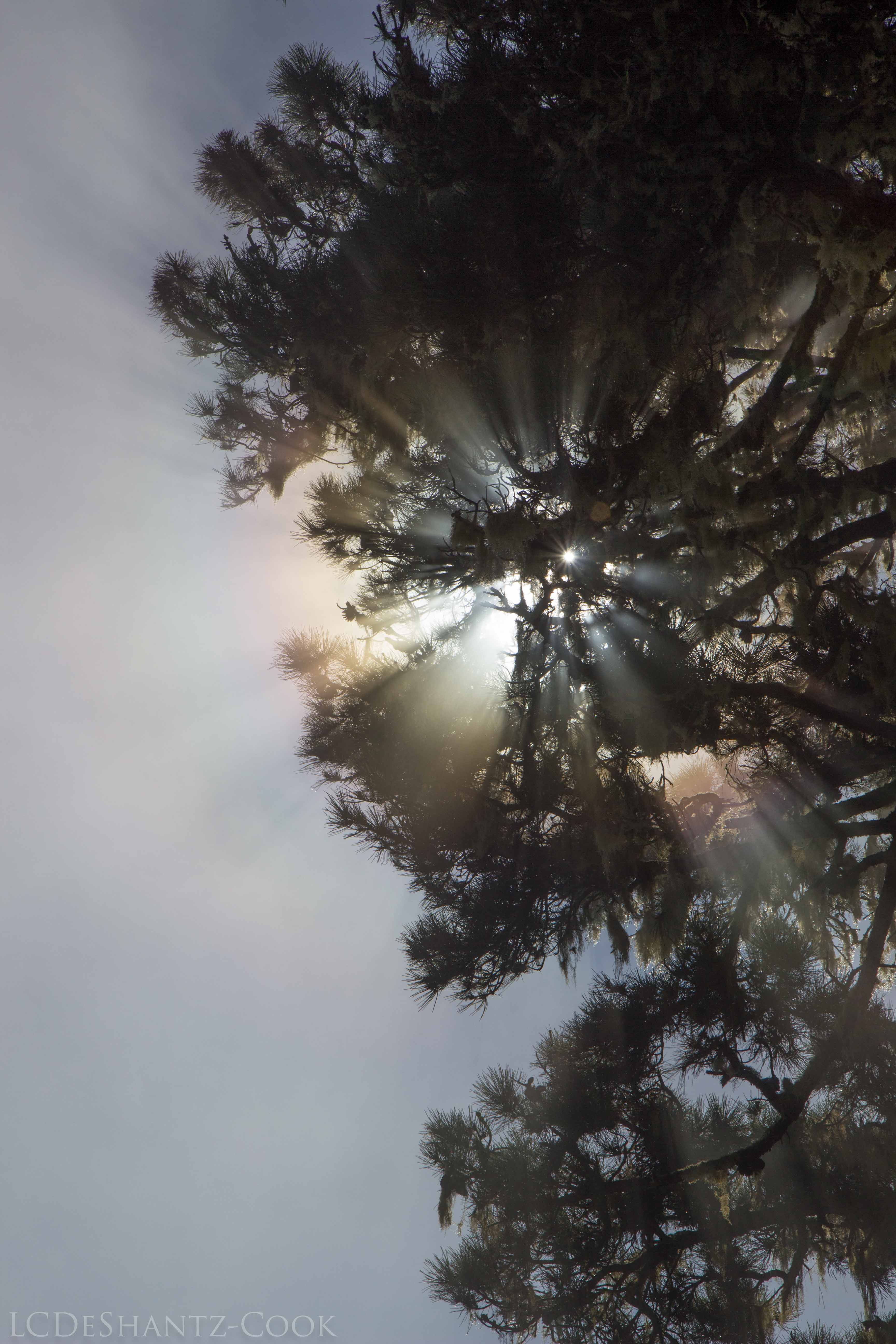 LDC_20171005_IMG_8036