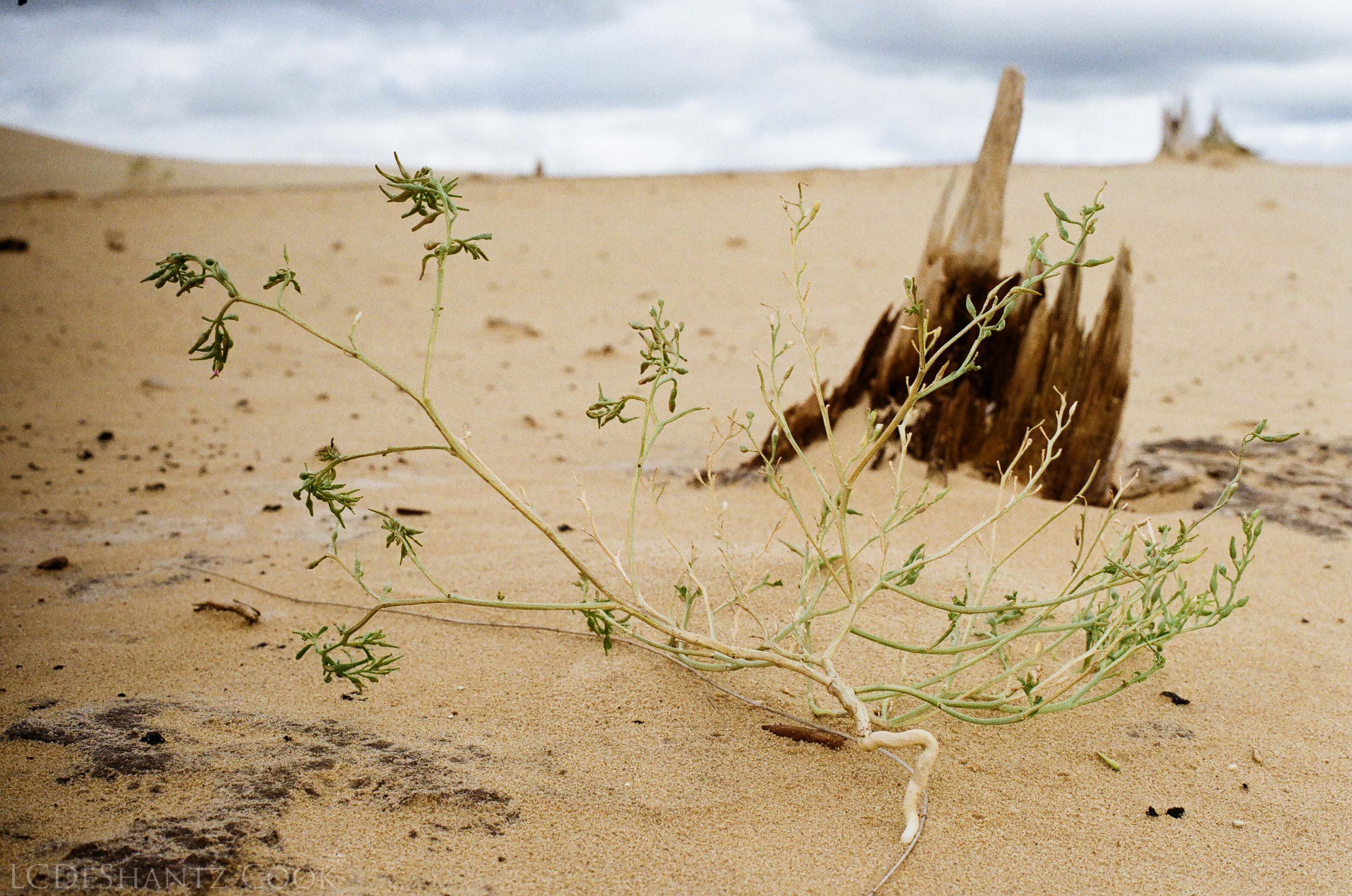 LDC_20171031_19130025