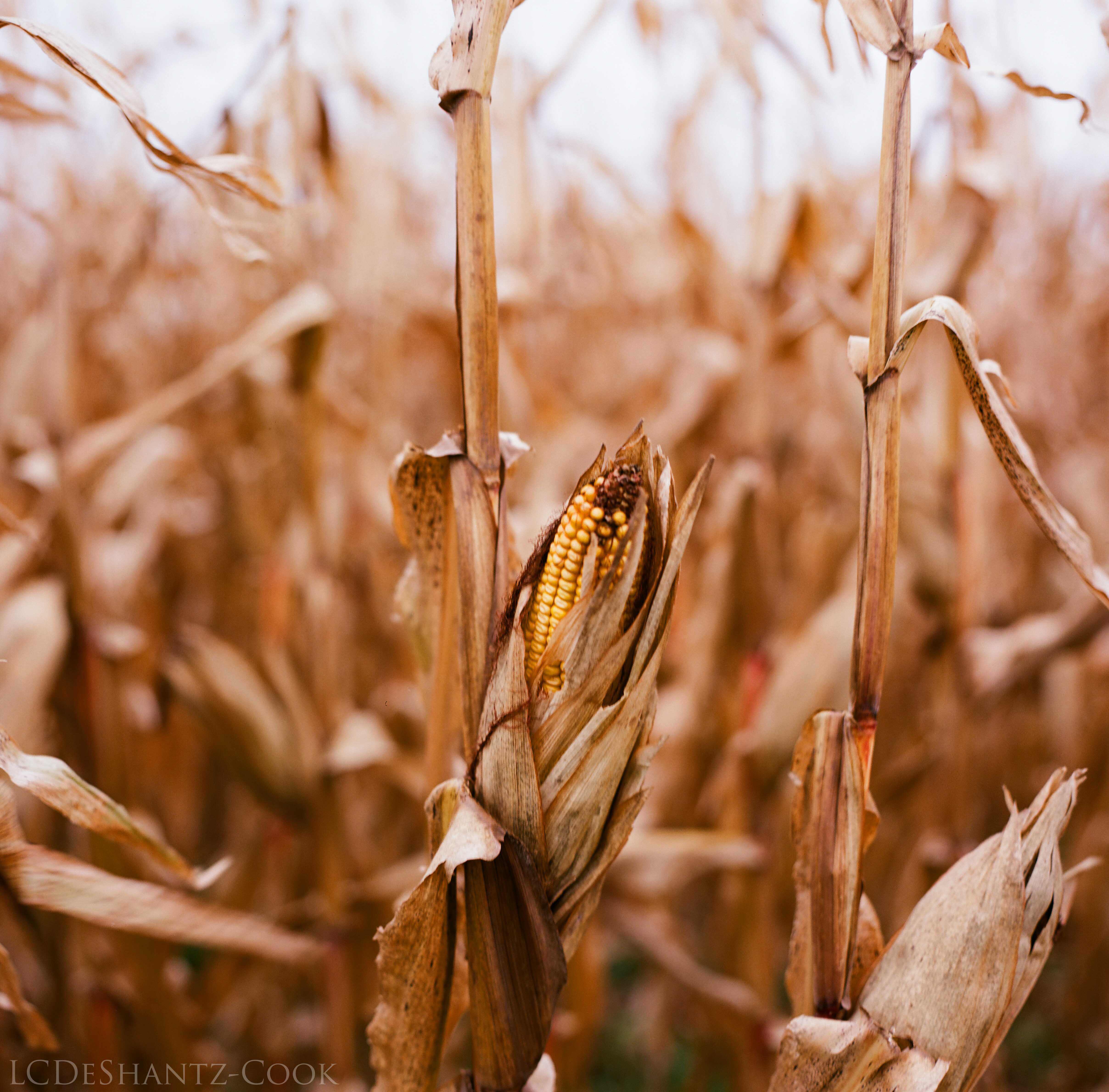 LDC_20171031_19290002