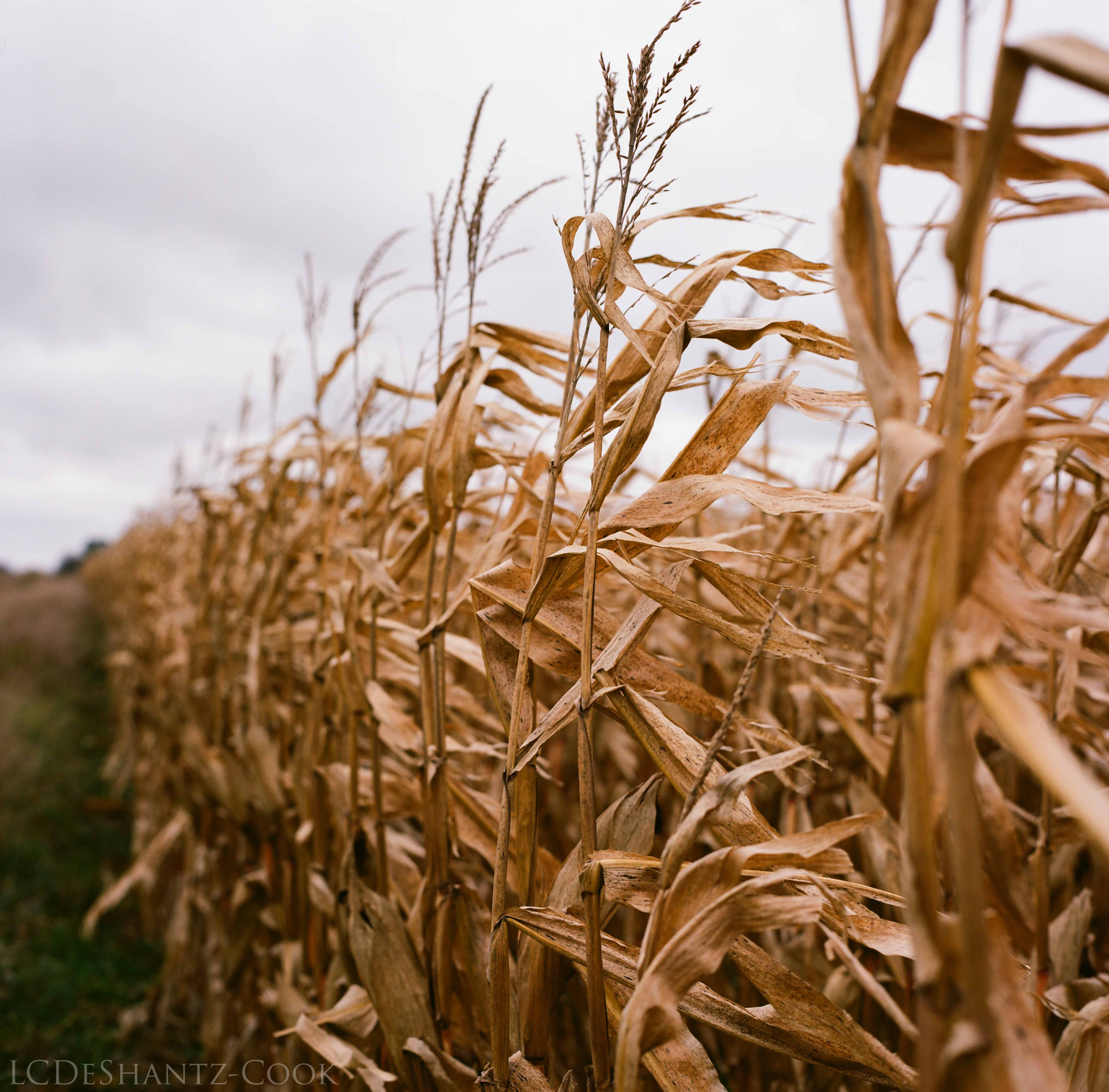 LDC_20171031_19290003